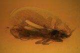 Fossil Fly (Diptera) & Thrip (Thysanoptera) In Baltic Amber - Rare! #102779-2
